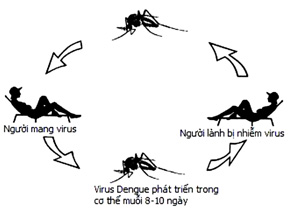 Những điều thắc mắc về bệnh xuất huyết Dengue