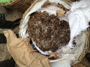 Bắt hơn 1 tấn vẩy tê tê nhập lậu vào Việt Nam