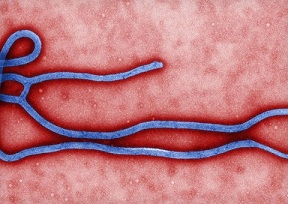 Ngăn ngừa virus Ebola xâm nhập vào Việt Nam