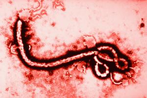 Ban hành kế hoạch phòng, chống dịch bệnh Ebola