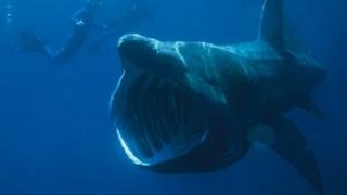 Khám phá 8 loài cá mập mà bạn có thể chưa biết