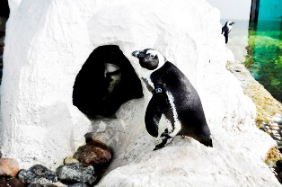  Chú chim cánh cụt con đầu tiên được sinh nở thành công tại Việt Nam