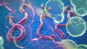Gần 5 ngàn người tử vong vì Ebola