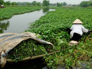 100% mẫu rau muống tại sông Nhuệ nhiễm chì