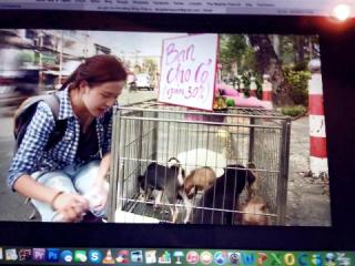 Bà Tưng chán “thả rông” đổi nghề ... bán chó dạo