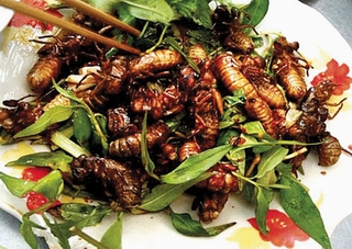 Cách sử dụng côn trùng làm thức ăn không hại sức khỏe