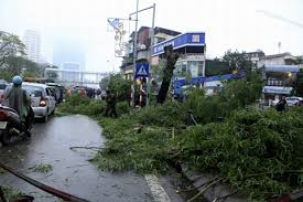 Chủ tịch Hà Nội yêu cầu rà soát việc thay thế cây