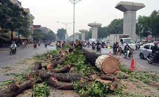Gần 8.000 người ký thư ngỏ phản đối Hà Nội chặt cây
