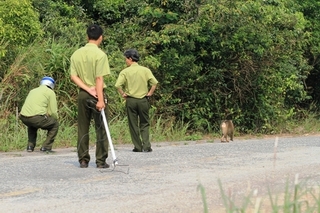 Vây bắt khỉ tấn công khách du lịch ở Đà Nẵng