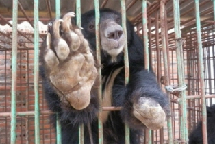 Chuyển toàn bộ cá thể gấu tại Quảng Ninh về Trung tâm cứu hộ