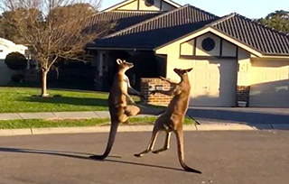  Chuột túi đánh nhau túi bụi trên đường phố Australia