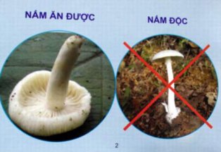 Cảnh báo nguy cơ ngộ độc do nấm độc tự nhiên