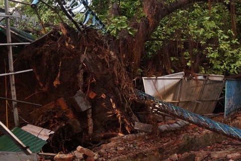 6 người hút chết vì trú mưa dưới cây đa Cung thiếu nhi