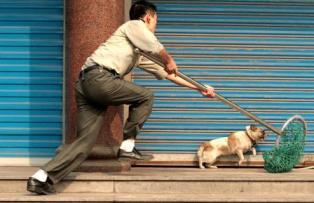 Tăng mức hình phạt với hành vi trộm chó