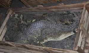 Bắt xe chở hơn 1.000 con cá sấu tại Móng Cái