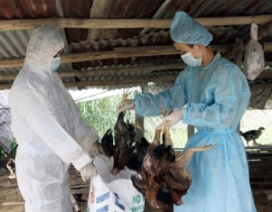 Phát hiện ổ dịch cúm A(H5N1)