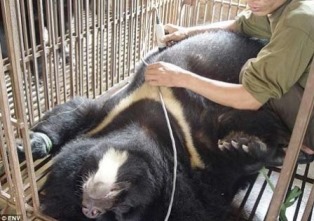 Năm 2020: Chấm dứt sử dụng mật gấu trong Đông y