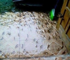 Hà Nội: Mưa ngập, cá bơi tung tăng trong nhà