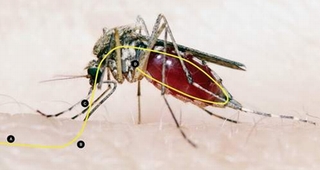 “Tiêm vắc xin cho muỗi” ngăn chặn sốt xuất huyết