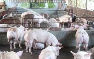 TP Hồ Chí Minh: Trại nuôi gần 1000 con lợn sử dụng chất cấm