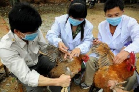 Dịch cúm có nguy cơ xâm nhập Việt Nam cao