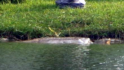 Cụ Rùa Hồ Gươm phơi nắng hơn 2 tiếng trong ngày đông