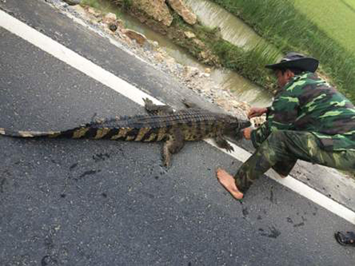 Con cá sấu nặng hơn 30 kg bị người dân bắt ở quốc lộ trước đó. 