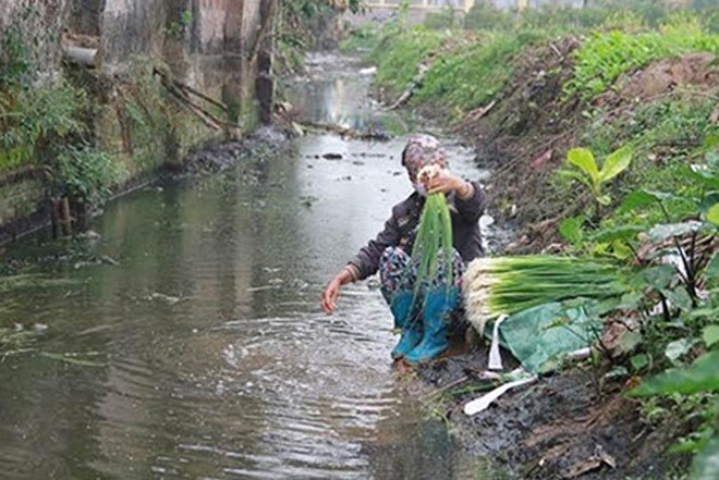Yêu cầu kiểm tra vụ rửa rau bằng nước thải sinh hoạt tại Hưng Yên
