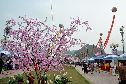 Hình ảnh tại lễ hội hoa Anh đào tháng 3/2016 tại Quảng Ninh. Ảnh minh họa.