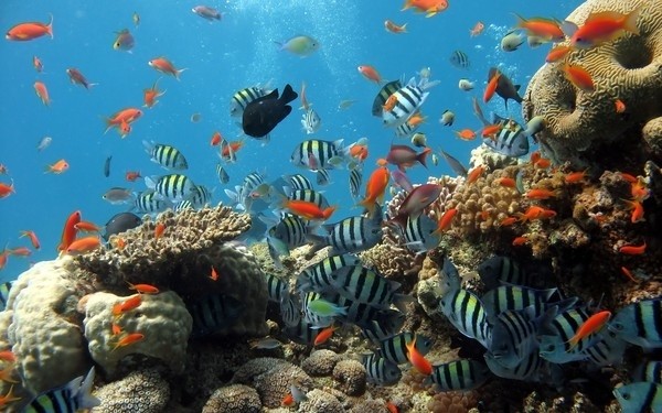 Du khách đến đảo Cồn Cỏ có thể đi ngắm san hô tuyệt đẹp.