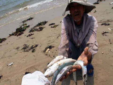 Phó Thủ tướng: Còn có sự lúng túng xác định nguyên nhân vụ cá chết bất thường ở Hà Tĩnh