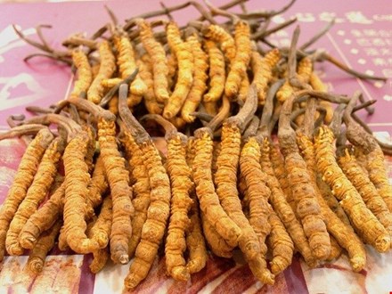 Báo nháo thị trường đông trùng hạ thảo ở Việt Nam