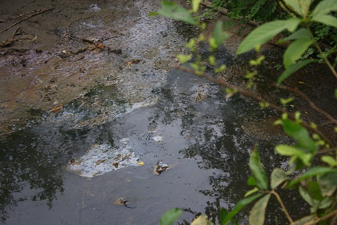 Nước thải của công ty mía đường Hòa Bình đọng lại ở con mương dẫn ra sông Bưởi màu đen kịt, bốc mùi hôi thối nồng nặc.  