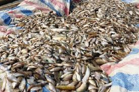Hỗ trợ khẩn cấp người dân thiệt hại vụ cá chết bất thường