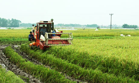 Thu nhập bình quân nông dân Hà Nội đạt 33 triệu đồng/năm