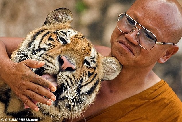 Thái Lan: Chùa Hổ chứa 40 xác hổ con trong tủ đá
