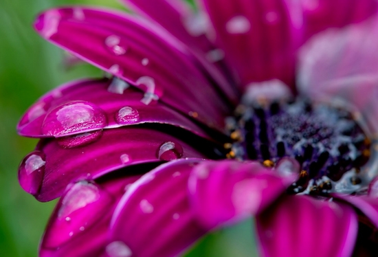 Một bông hoa ướt đẫm nước mưa tại Munich, Đức. (Nguồn: EPA)