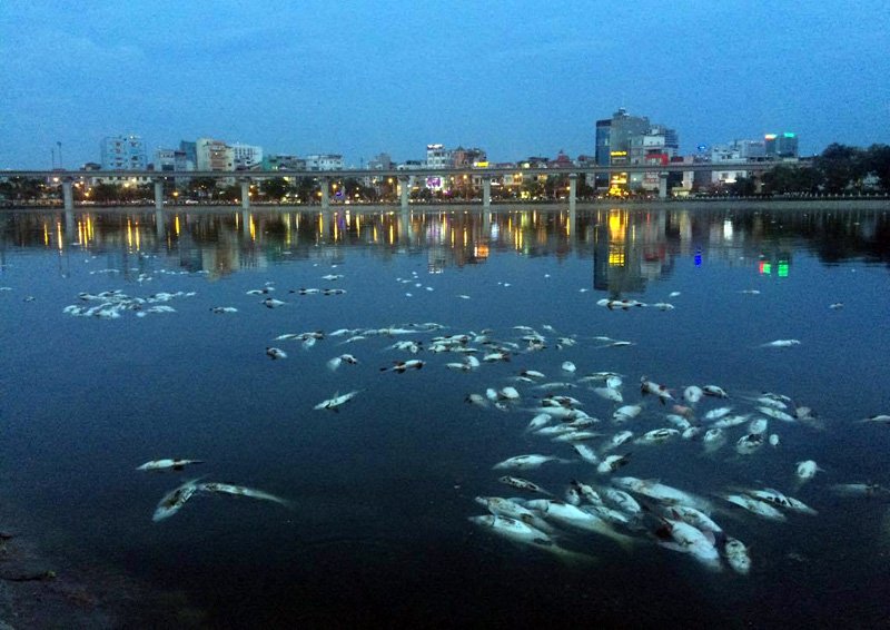 Hàng trăm người trắng đêm cứu cá hồ Hoàng Cầu