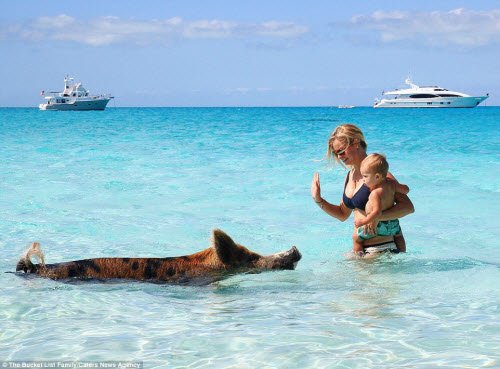 Jessica và cậu con trai Manilla bơi cùng với lợn dưới nước biển trong xanh ở Bahamas.