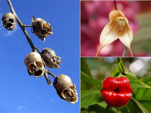 Lạ mắt với 10 loài hoa có hình hài kỳ dị nhất thế giới
