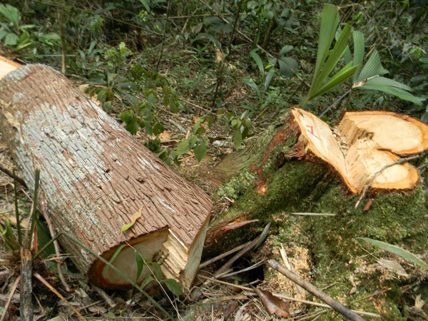 Rừng gỗ pơ mu đang bị tàn phá