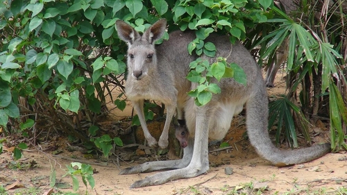 Kangaroo con nấp trong túi mẹ