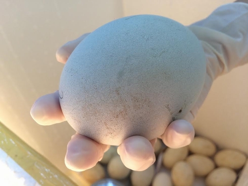 Các chuyên gia của Vinpearl Safari đang làm vệ sinh để đưa trứng Thiên nga đen vào máy ấp