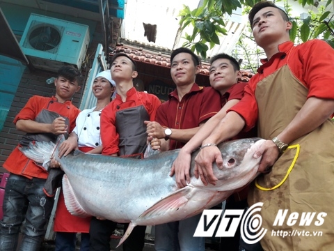 Hà Nội: 'Thuỷ quái' sông Mê Kông nặng 100kg náo loạn nhà hàng