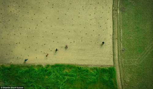 Nông dân cấy lúa trên cánh đồng trù phú ở vùng nông thôn Bangladesh.