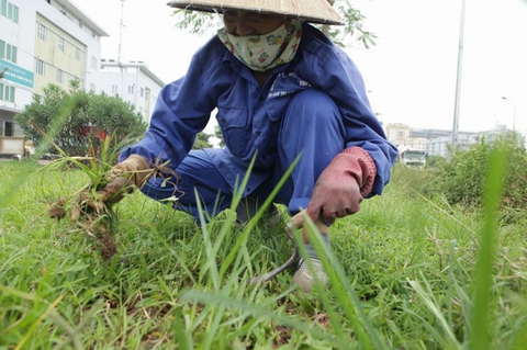 Chuyện trồng cây xanh: Hé lộ hàng loạt vấn đề dưới thời cựu Chủ tịch Nguyễn Thế Thảo
