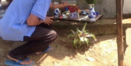 Người dân đổ xô đến cúng bái gốc chuối kỳ lạ ở Thừa Thiên Huế