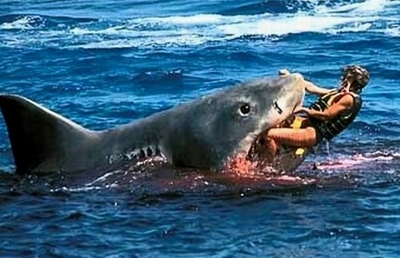Cá mập cắn chết du khách người Australia