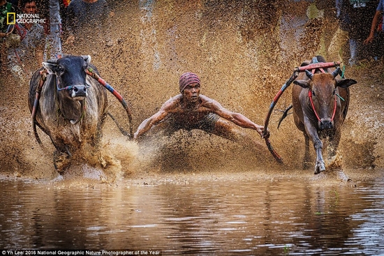 Cuộc thi đua bò Pacu Jawi ở Indonesia