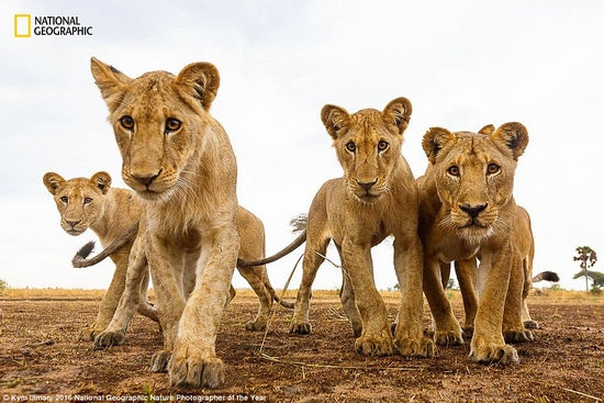 Đàn sư tử ở châu Phi